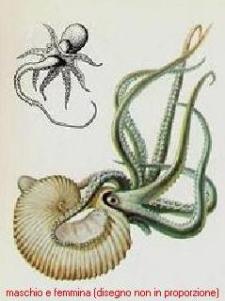 Drawing of Male and Female Argonaute, (not to scale), 18th century