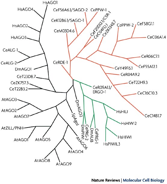Argonaute tree, present day (5)